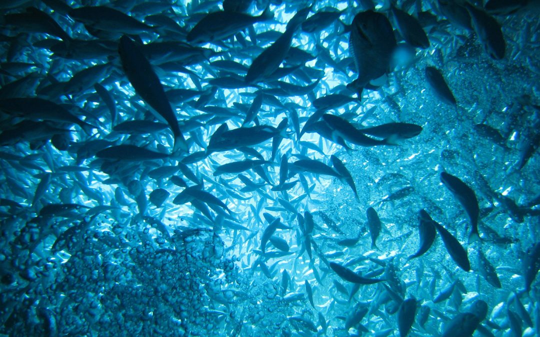 The Long Path, Plug Flow, Submerged Biological Filter