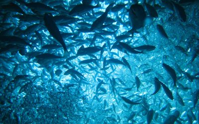 The Long Path, Plug Flow, Submerged Biological Filter